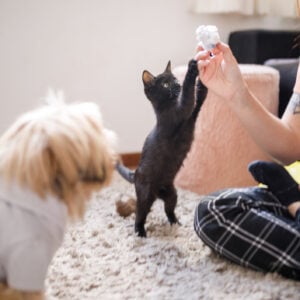 ONLINE ONLY Cat and Dog First Aid